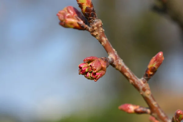 Cereja Floração Japonesa Botões Flor Kanzan Nome Latino Prunus Serrulata — Fotografia de Stock