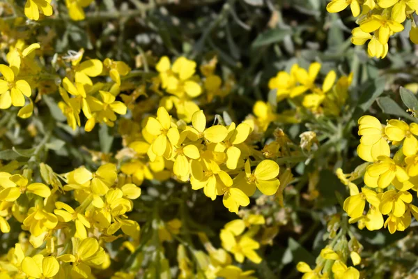 Kroatiska Endemiska Växter Latinskt Namn Fibigia Triquetra — Stockfoto