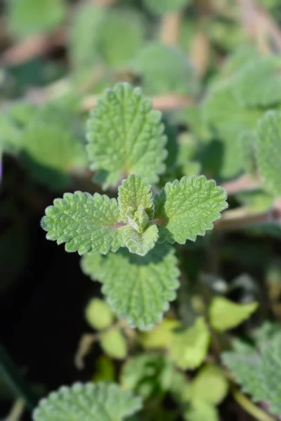 Catmint Six Hill Giant Φύλλα Λατινική Ονομασία Nepeta Catmint Six — Φωτογραφία Αρχείου