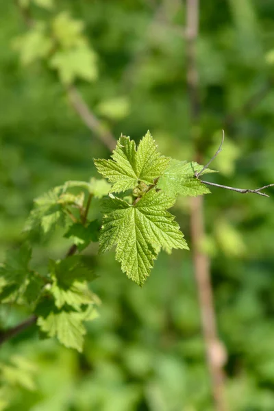 Цветущие Листья Малины Латинское Название Rubus Odoratus — стоковое фото