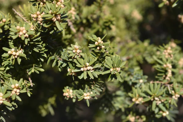 Japanese Yew Leaves Flower Buds Latin Name Taxus Cuspidata Var — Stok fotoğraf