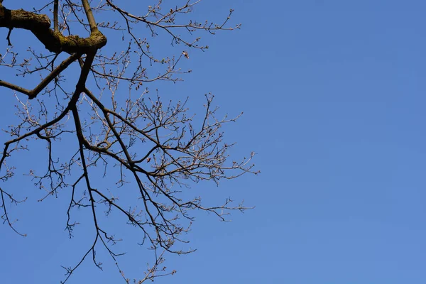 Noruega Ramos Bordo Com Botões Contra Céu Azul Nome Latino — Fotografia de Stock