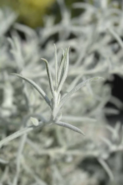 Silky Eremophila Gray Leaves 라틴어 Eremophila Nivea — 스톡 사진