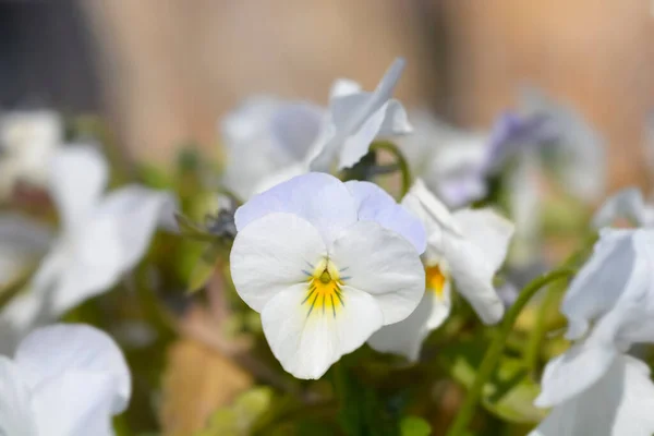 Белый Рогатый Фиолетовый Цветок Латинское Название Viola Cornuta — стоковое фото