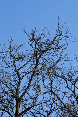 Yaprak tomurcuklu at kestanesi dalları - Latince adı - Aesculus hipocastanum