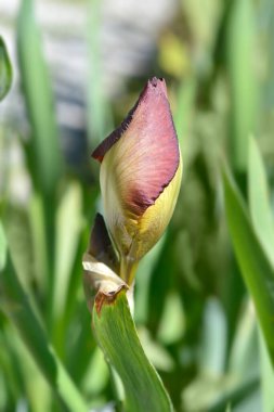 Uzun sakallı süsen Tarlası Çiçek tomurcuğu - Latince adı - Iris barbata elatior Tarn