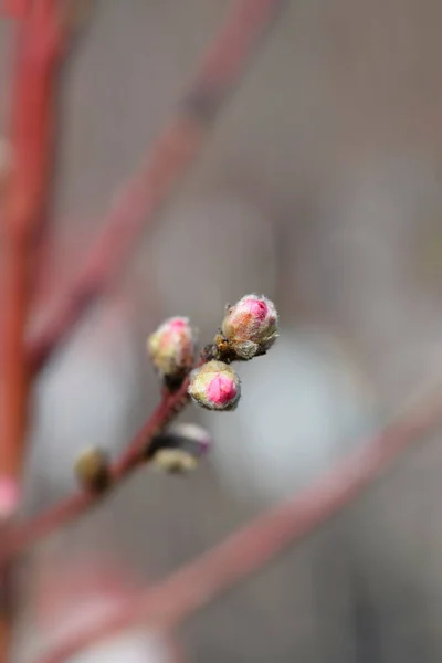 Нектарінська Гілка Квітами Латинською Назвою Prunus Persica Var Нуциперсика — стокове фото