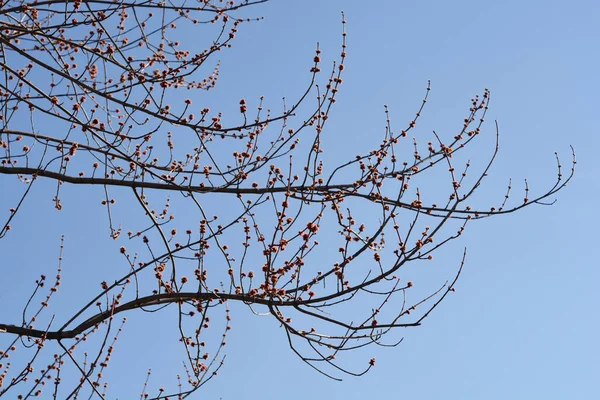 Серебряные Кленовые Ветви Цветами Против Голубого Неба Латинское Название Acer — стоковое фото