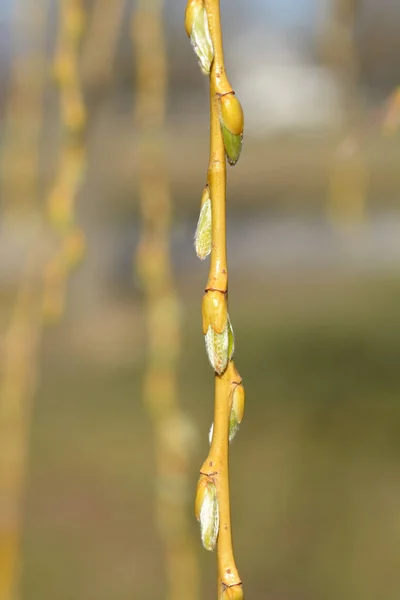 Golden Weeping Willow Branch Buds Latin Name Salix Alba Subsp — Stock Photo, Image