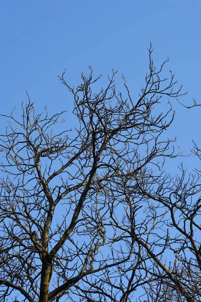 Каштановые Ветви Листьями Латинское Название Aesculus Hippocastanum — стоковое фото