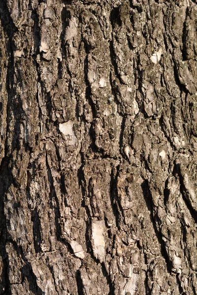 Detalle Común Corteza Catalpa Nombre Latino Catalpa Bignonioides — Foto de Stock