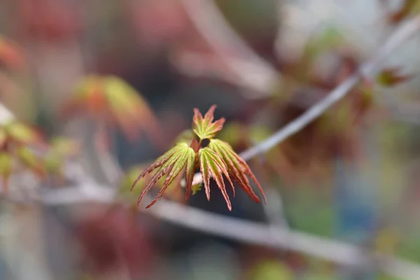 Pinson Aux Baies Érable Japonais Nouvelles Feuilles Nom Latin Pinson — Photo