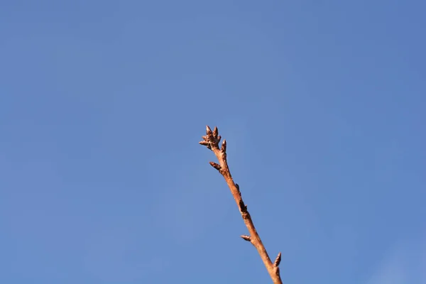Japanska Blommande Körsbär Kanzan Gren Med Knoppar Mot Blå Himmel — Stockfoto