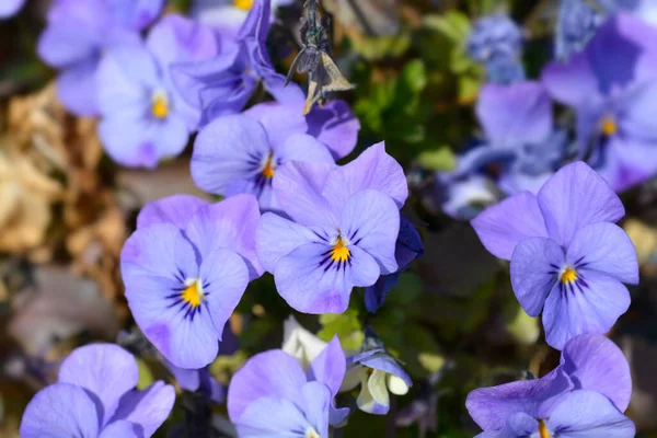 Fioletowe Kwiaty Niebieskimi Rogami Łacińska Nazwa Viola Cornuta — Zdjęcie stockowe