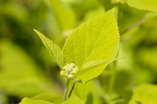 Smooth Hydrangea Annabelle Flower Buds Latin Name Hydrangea Arborescens Annabelle — Stock Photo, Image