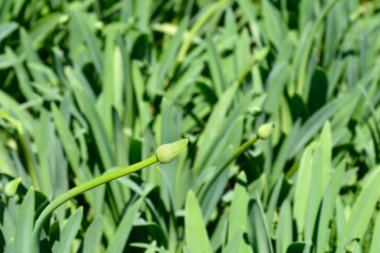 Afrikalı Lily çiçeği tomurcuğu - Latince adı - Agapanthus africanus
