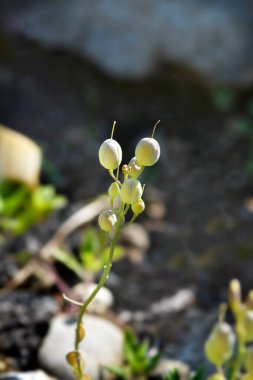 Greek Bladderpod inflated seed pods - Latin name - Alyssoides utriculata