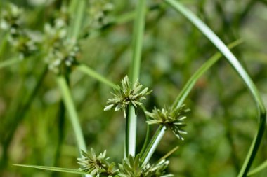 Tall flatsedge - Latin name - Cyperus eragrostis