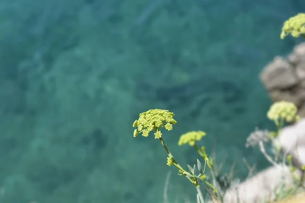 Mořské Fenyklové Květy Latinské Jméno Crithmum Maritimum — Stock fotografie