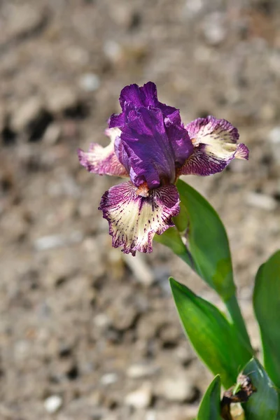 Intermediate Bearded Iris Devils Playground Flower Latin Name Iris Barbata — Foto Stock