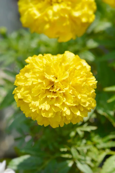 Mexican Marigold Yellow Flower Latin Name Tagetes Erecta — Foto de Stock