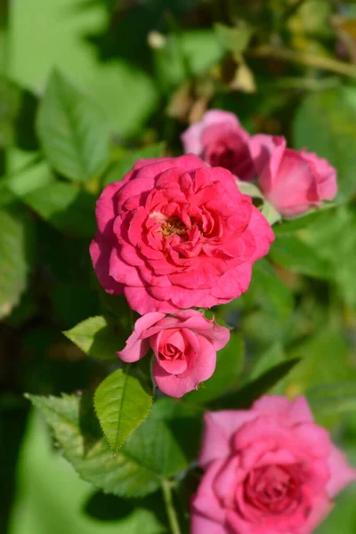 Rose Royal Pink Flowers Latin Name Rosa Royal Pink — Fotografia de Stock