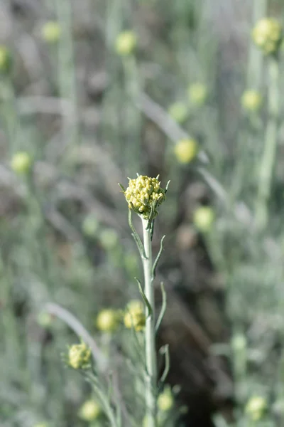Olasz Örök Sárga Virágbimbók Latin Név Helichrysum Italicum — Stock Fotó
