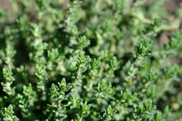 Faustini kekik yaprakları - Latince adı - Thymus vulgaris Faustini