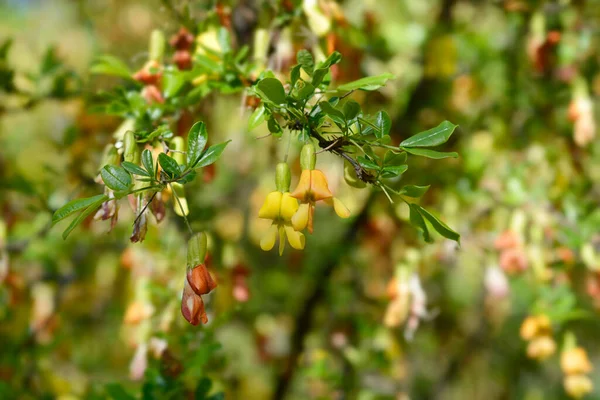 Flores Arbusto Guisante Chino Nombre Latino Caragana Sinica —  Fotos de Stock