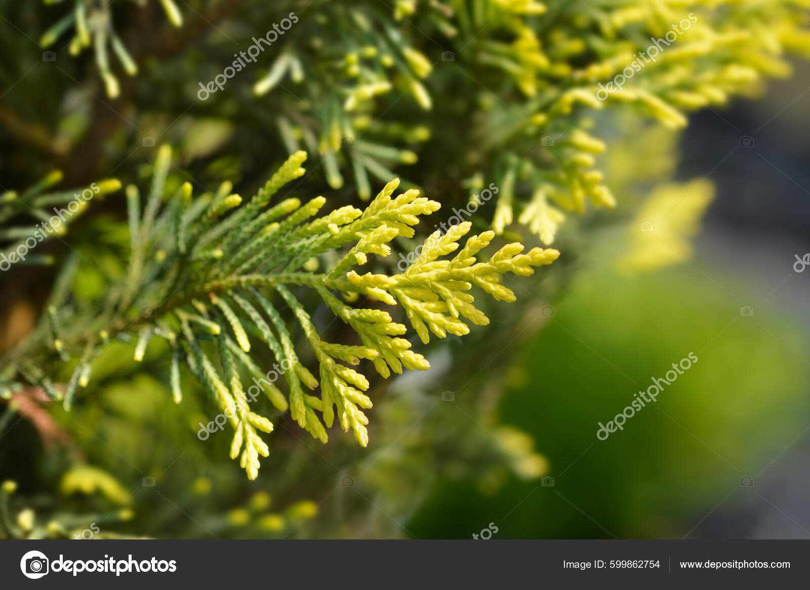 Leyland Cypress Castlewellan Gold Branch Latin Name Cuprocyparis