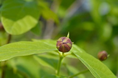 Aphrodite Sweetshrub branch with flower bud - Latin name - Calycanthus x Aphrodite
