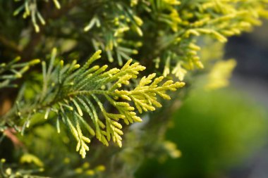 Leyland cypress Castlewellan Gold branch - Latin name - Cuprocyparis leylandii Castlewellan Gold