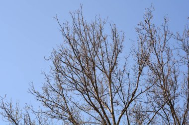 Mavi gökyüzüne karşı tomurcukları olan Londra uçak dalı- Latince adı Platanus x hispanica