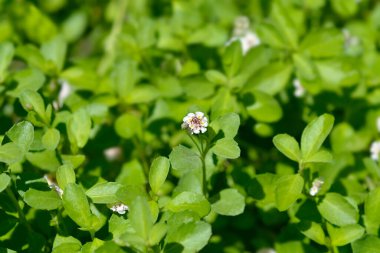 Sawtooth frogfruit flowers and leaves - Latin name - Phyla nodiflora