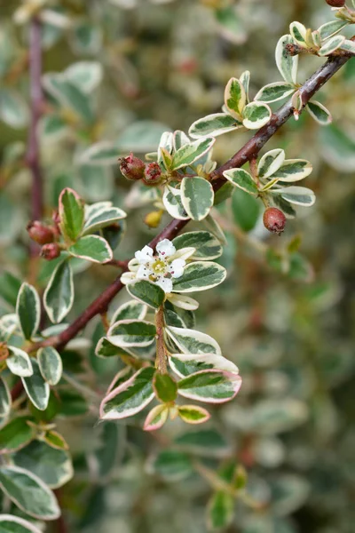 Swedish Cotoneaster Juliette Branch Flowers Fruit Latin Name Cotoneaster Suecicus — 스톡 사진