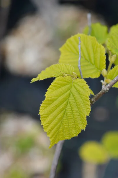 Common Hazel Lombardii New Leaves Latin Name Corylus Avellana Lombardii — Stock Photo, Image
