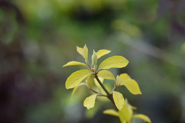 Beautyberry Profusion New Leaves Latin Name Callicarpa Bodinieri Profusion — ストック写真