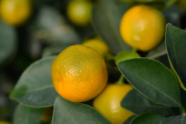 Calamansi Branches Leaves Fruit Latin Name Citrus Microcarpa — Stock Photo, Image