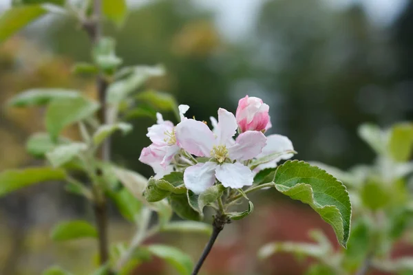 Apple Tree Granny Smith Branch Flowers Latin Name Malus Domestica — Stock Photo, Image