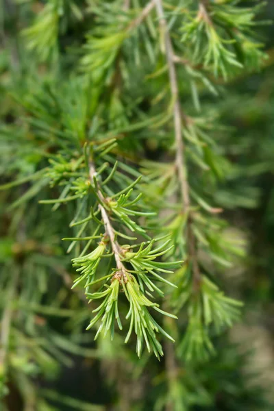 Weeping Deodar Cedar Branches Latin Name Cedrus Deodara Pendula — 图库照片