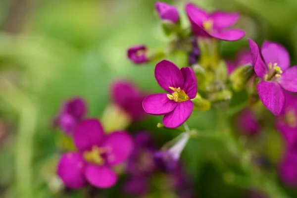 Garden Arabis Pink Flowers Latin Name Arabis Caucasica — Stock Photo, Image