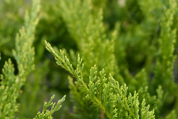 Tamarisk Leaved Savin Branch Latin Name Juniperus Sabina Tamariscifolia — Fotografia de Stock