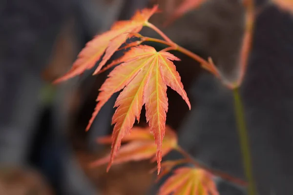 桂カエデの葉 ラテン語名 Acer Palmatum桂 — ストック写真