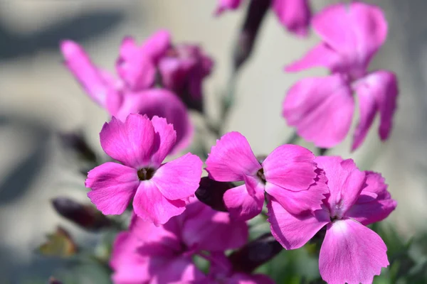 Pink Dinetta Flowers Latin Name Dianthus Dinetta —  Fotos de Stock