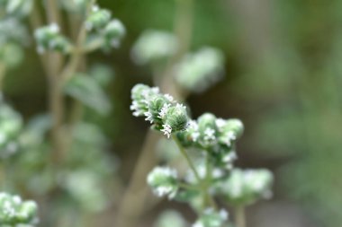 Küçük tatlı marjoram çiçekleri - Latince adı - Origanum majorana