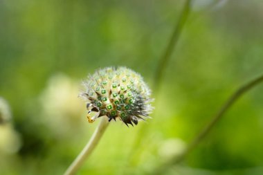 Dev huysuz kafa - Latince adı - Sefalaria dev çay