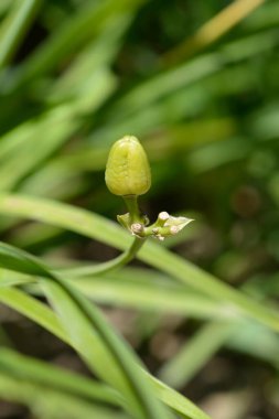 Gündüz Stella de Oro tohumları Latince adı Hemerocallis Stella de Oro