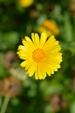 Bahçe çiçekleri - Latince adı - Calendula officinalis