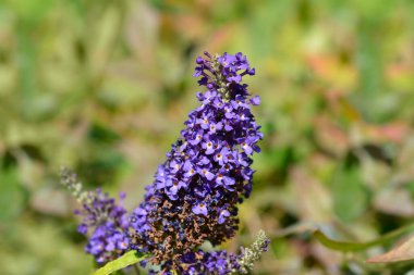 Summer lilac Buzz Midnight flowers - Latin name - Buddleja davidii Buzz Midnight