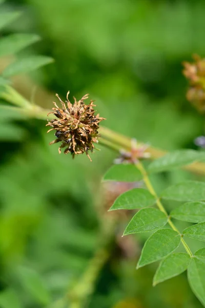 Liquorice Seed Head Leaves Latin Name Glycyrrhiza Glabra — Photo